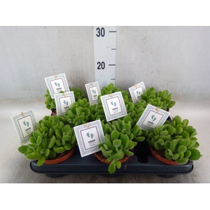 Cotyledon tome. 'Green Footprint'