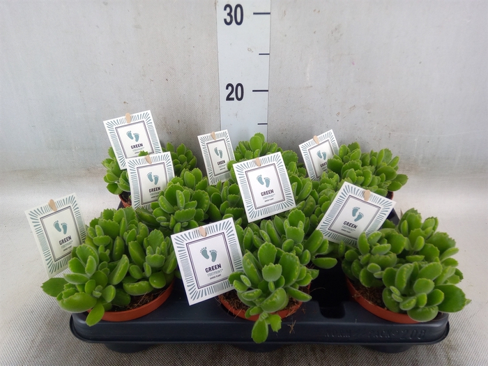 <h4>Cotyledon tome. 'Green Footprint'</h4>
