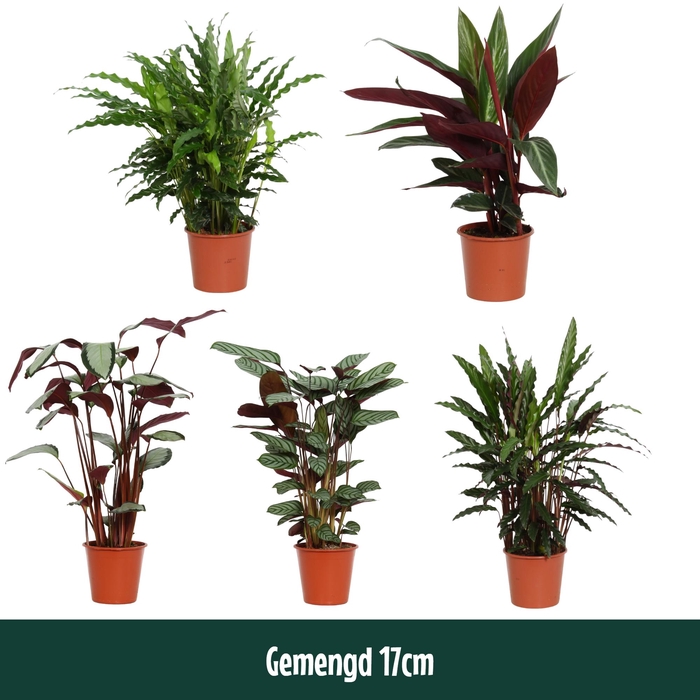 <h4>Calathea 17cm gemengd - Living</h4>