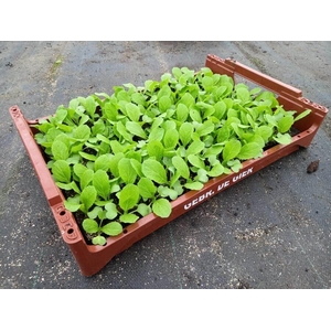de Gier Groenteplanten 107 Kool Chinese kool - 140 planten