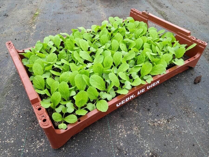 <h4>de Gier Groenteplanten 107 Kool Chinese kool - 140 planten</h4>