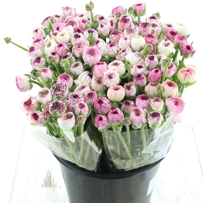 Ran El Cappuccino Pink Extra