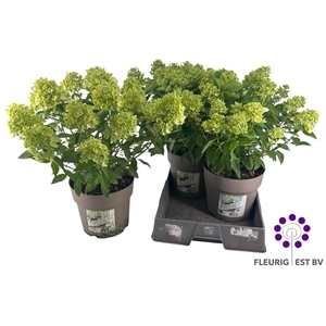 HYDR PA PANFLORA