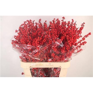 Ilex Verticilata Red Ex