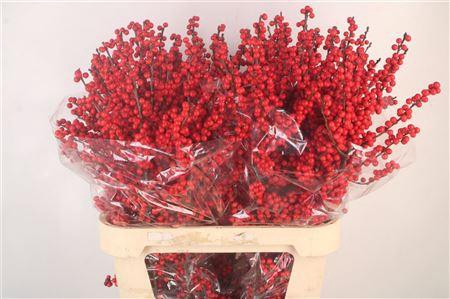 <h4>Ilex Verticilata Red Ex</h4>