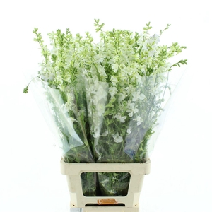 Delphinium Aj White