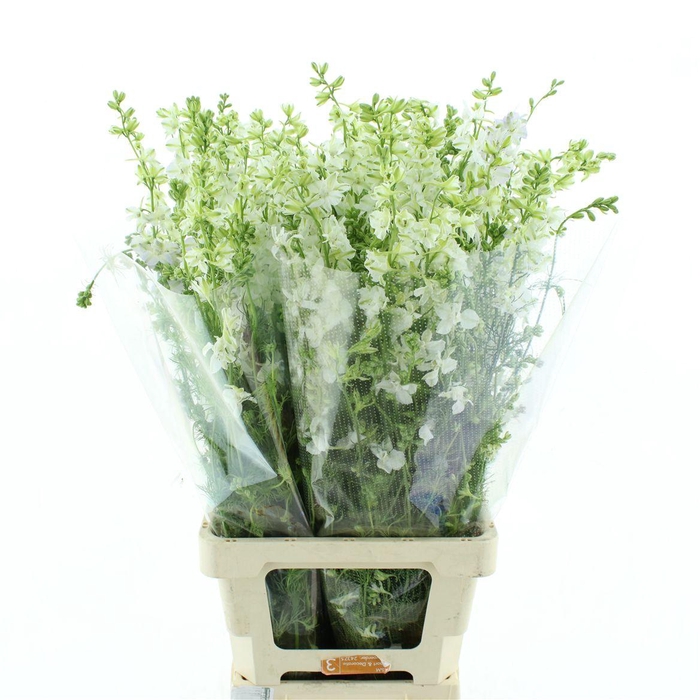 Delphinium Aj White