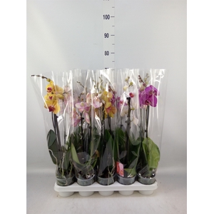 Phalaenopsis   ...mix