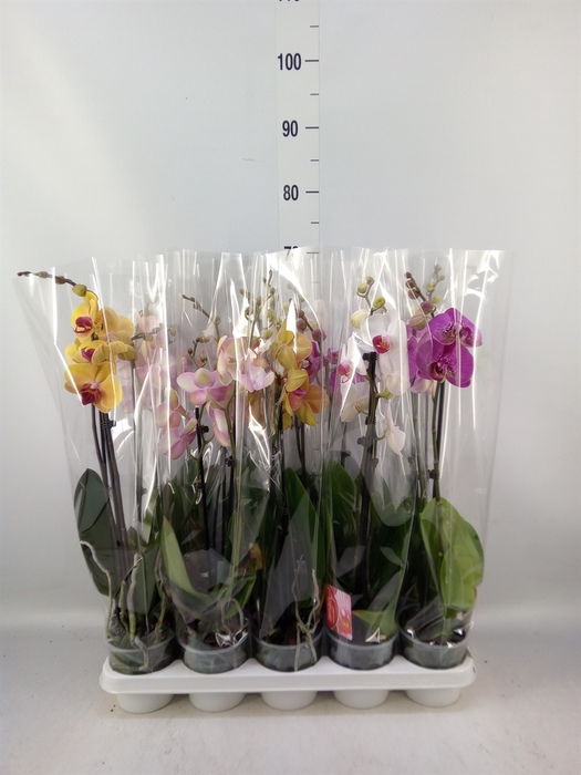 <h4>Phalaenopsis   ...mix</h4>