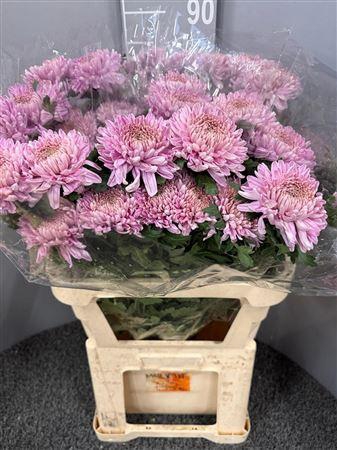 <h4>Chr G Prist Pink</h4>