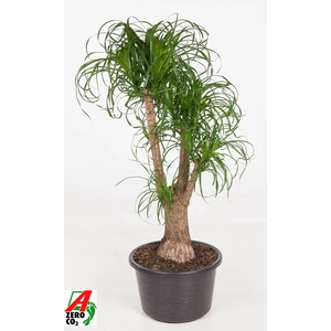 Beaucarnea Recurvata Vertakt