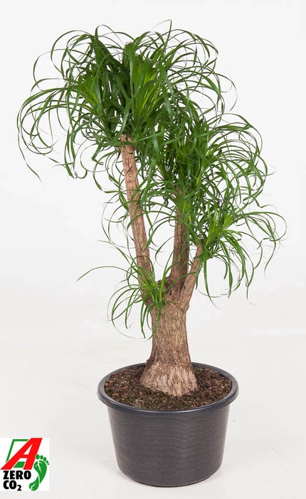 <h4>Beaucarnea Recurvata Vertakt</h4>