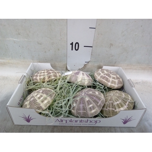 Tillandsia usneoides