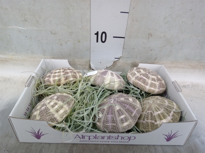 <h4>Tillandsia usneoides</h4>