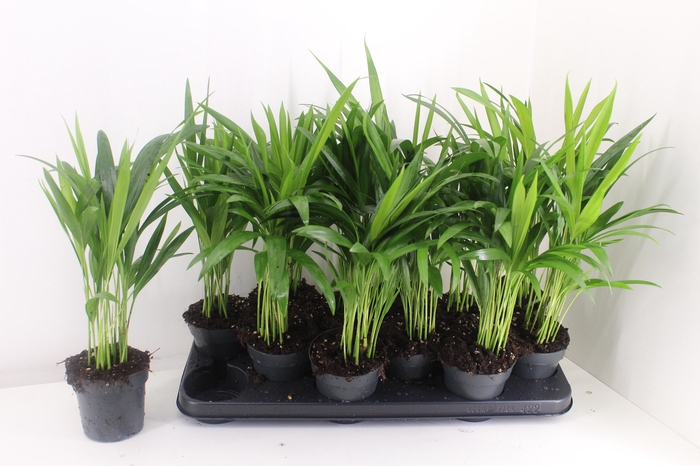 <h4>DYPSIS LUTESCENS</h4>