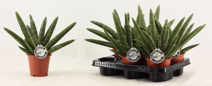 <h4>Sansevieria Double Boncellensis 12 cm</h4>