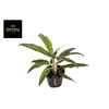 Aglaonema overig