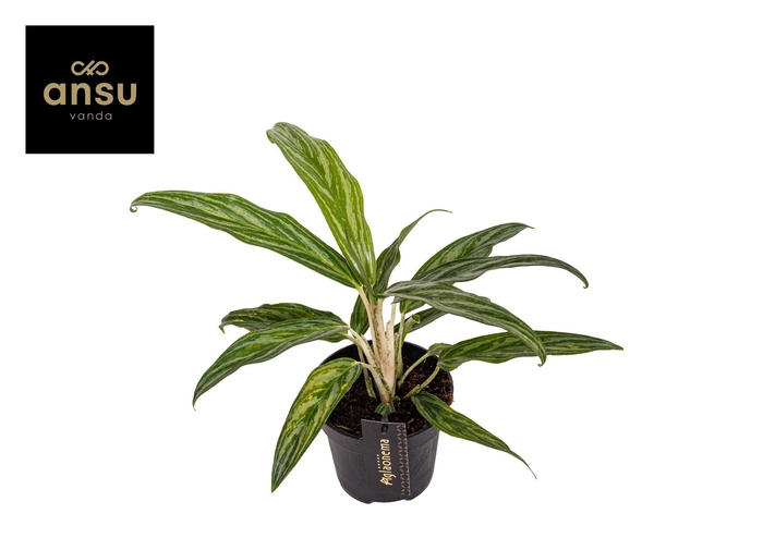 Aglaonema overig