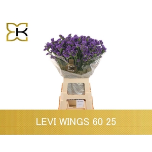 LIM S LEVIS WINGS