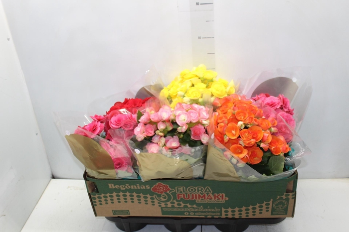 <h4>BEGONIA P15</h4>