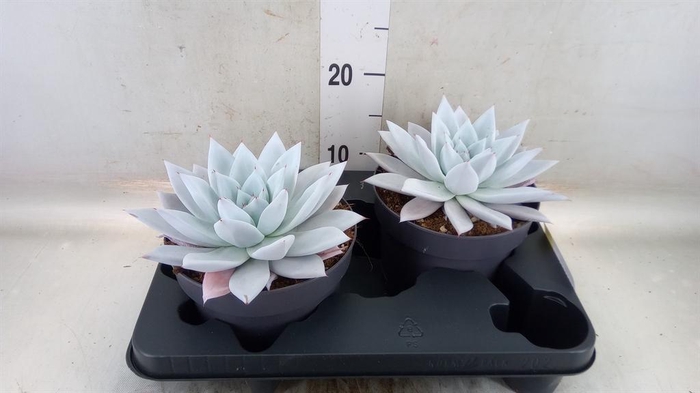 <h4>Echeveria  'Mexican Giant'</h4>
