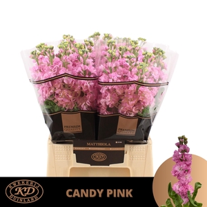 Matth Impala Candy Pink