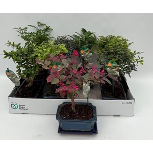 BONSAI GEM