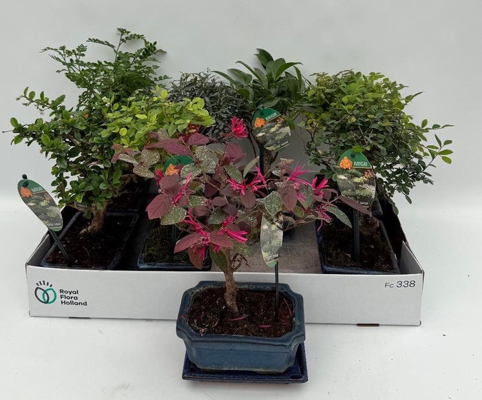 <h4>BONSAI GEM</h4>