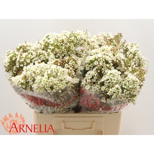 Chamelaucium Dawn Pearl