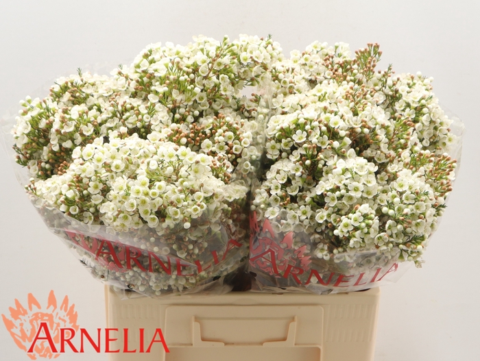 <h4>Chamelaucium Dawn Pearl</h4>