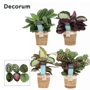 Calathea Mix in Gaby mand creme/roze (Decorum)