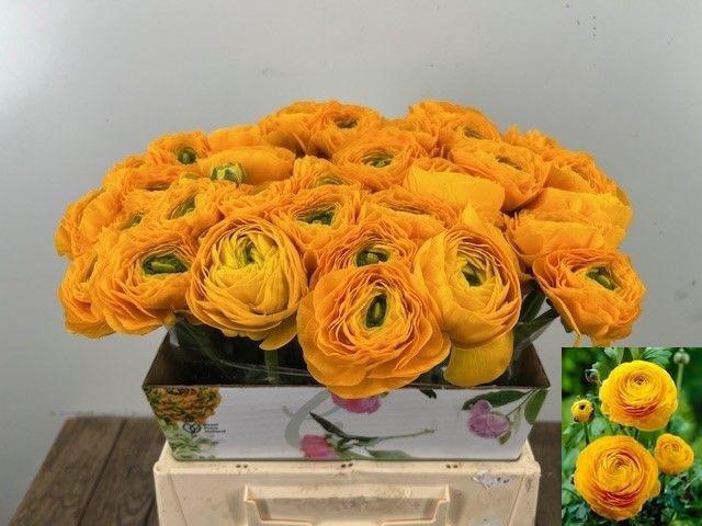 <h4>RAN SU OMEGA</h4>