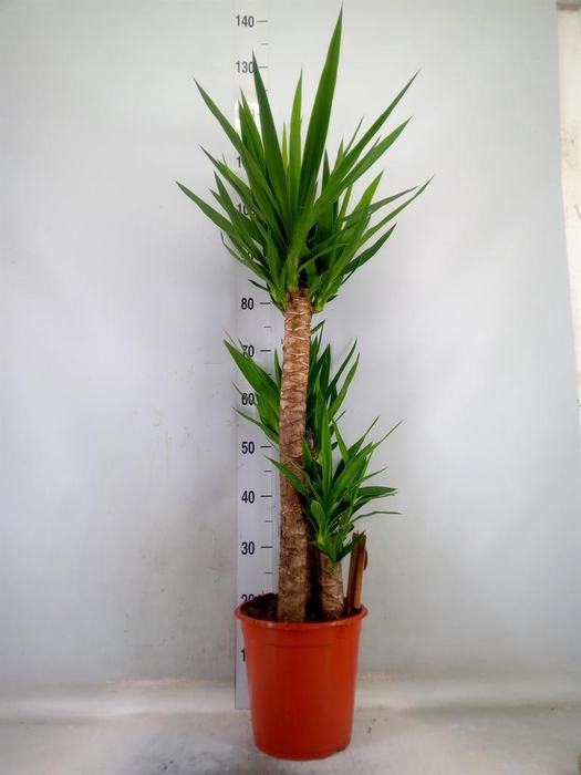 <h4>Yucca   ...</h4>