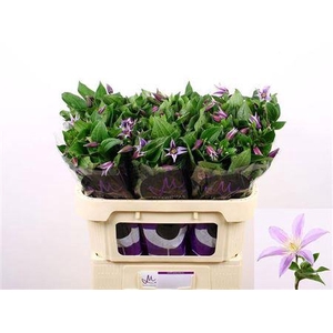 Clematis Star River 70cm