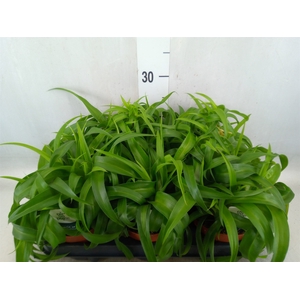 Chlorophytum com. 'Green Bonnie'