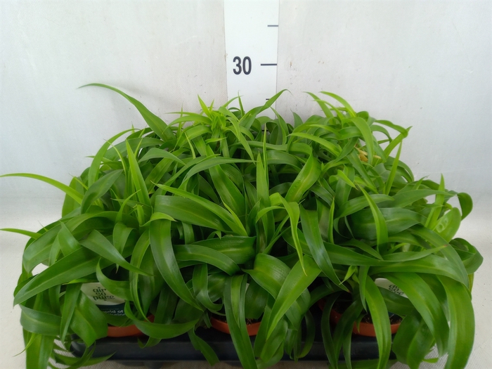 <h4>Chlorophytum com. 'Green Bonnie'</h4>