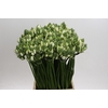 Ornithogalum Pilar