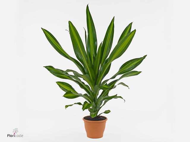 Dracaena frag. 'Burley'