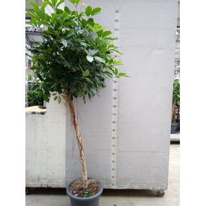 Schefflera arbor. 'Compacta'