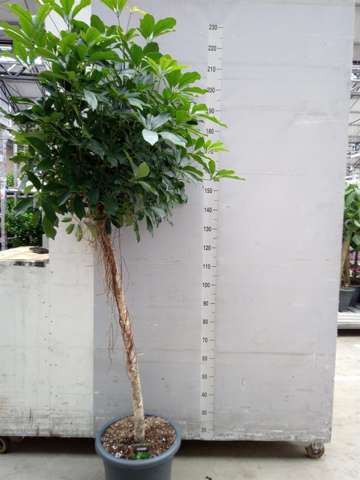 <h4>Schefflera arbor. 'Compacta'</h4>