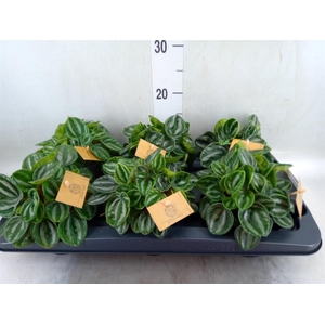 Peperomia