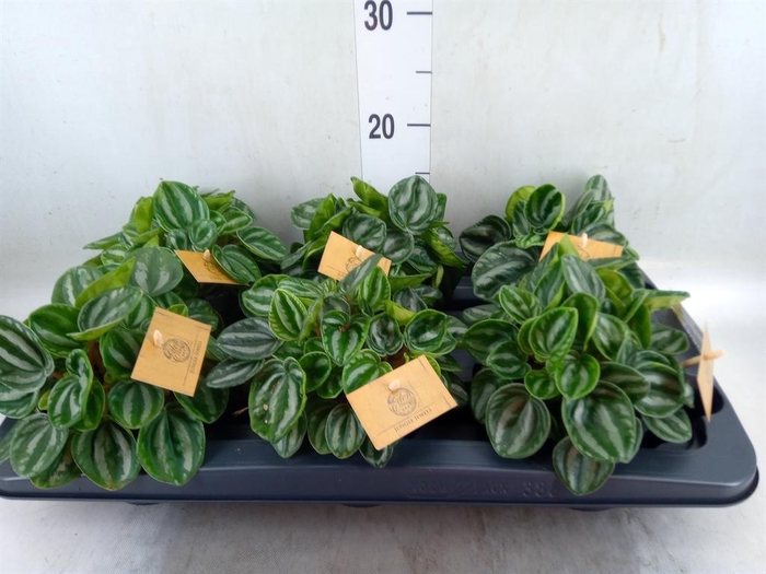 <h4>Peperomia</h4>