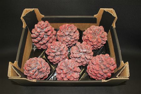 <h4>Pinea Red Glitter</h4>