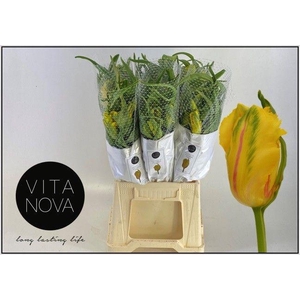 TU PA LA COUR PARROT