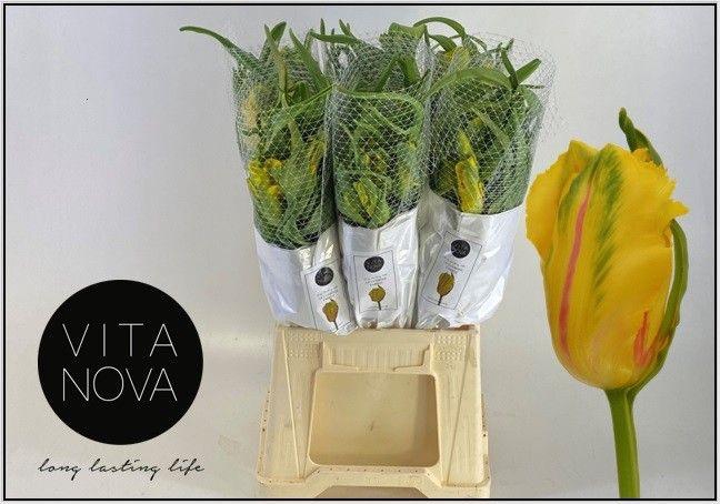 <h4>TU PA LA COUR PARROT</h4>