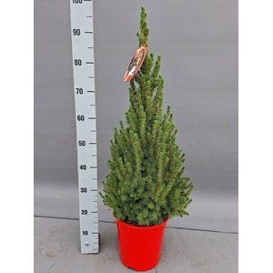 PICEA GL CONICA