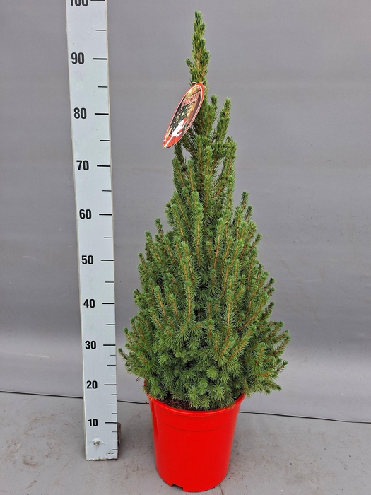 <h4>PICEA GL CONICA</h4>