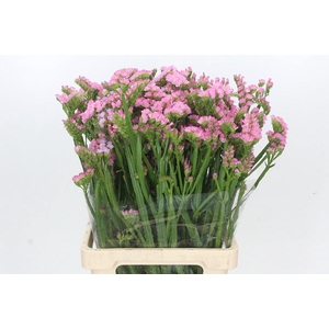 Limonium Statice Pink Rosa