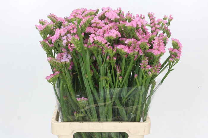 <h4>Limonium Statice Pink Rosa</h4>