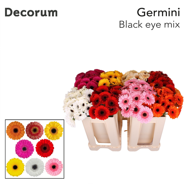 <h4>Germini Mix Zwart Hart Water/Hoes x80</h4>
